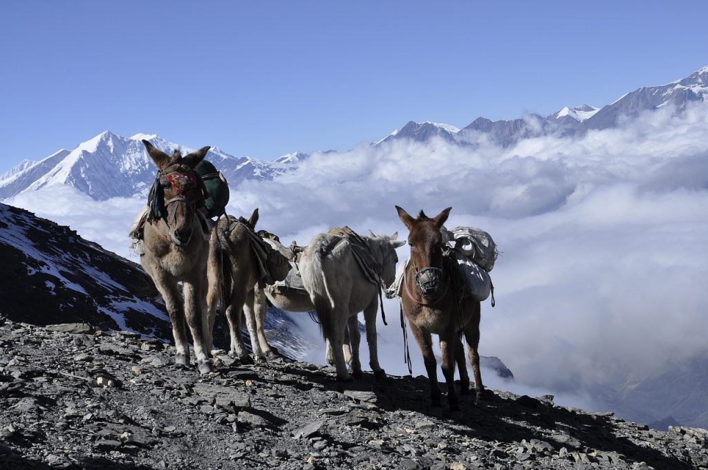 Local guide leading travelers through forests on the best trekking in Nepal